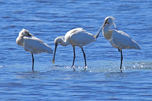 Spatola - ML67065831