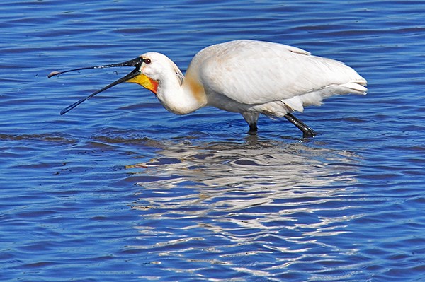 Spatola - ML67065841