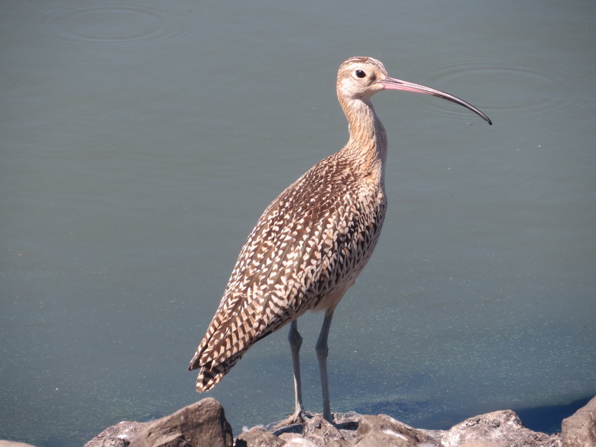 Long-billed Curlew - Isaac  Denzer