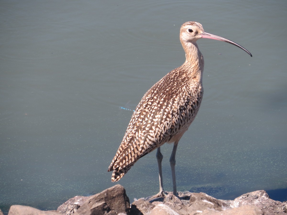 Long-billed Curlew - Isaac  Denzer
