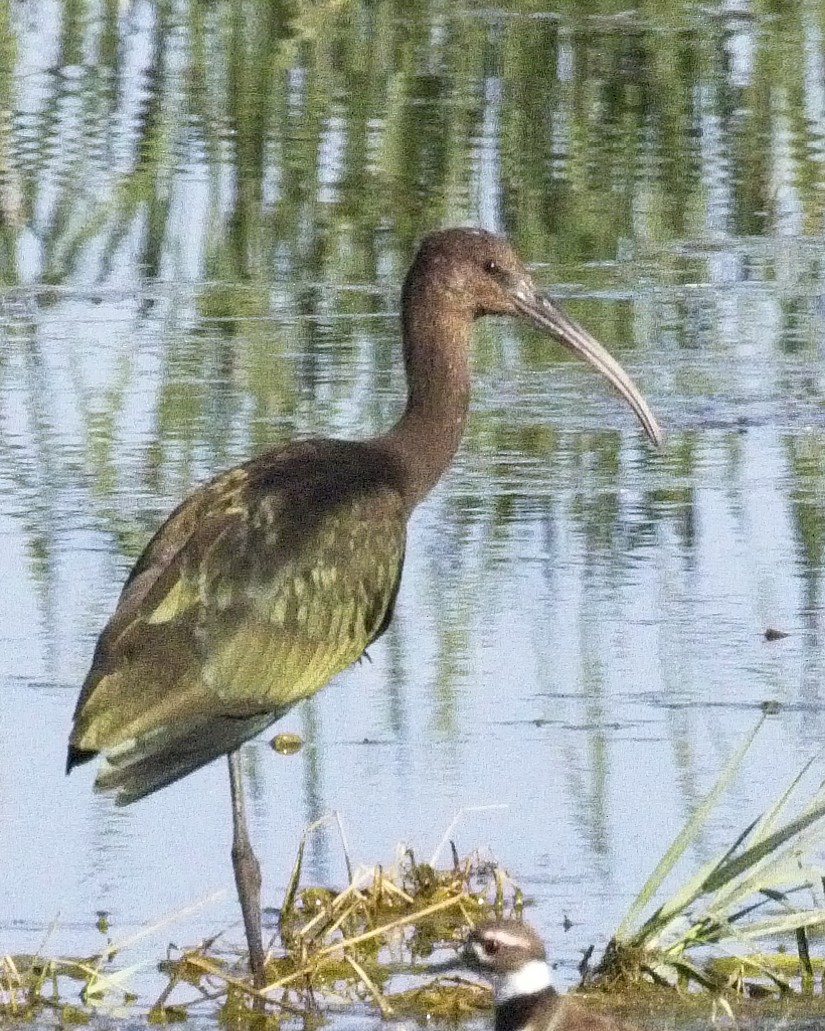 White-faced Ibis - ML67066451