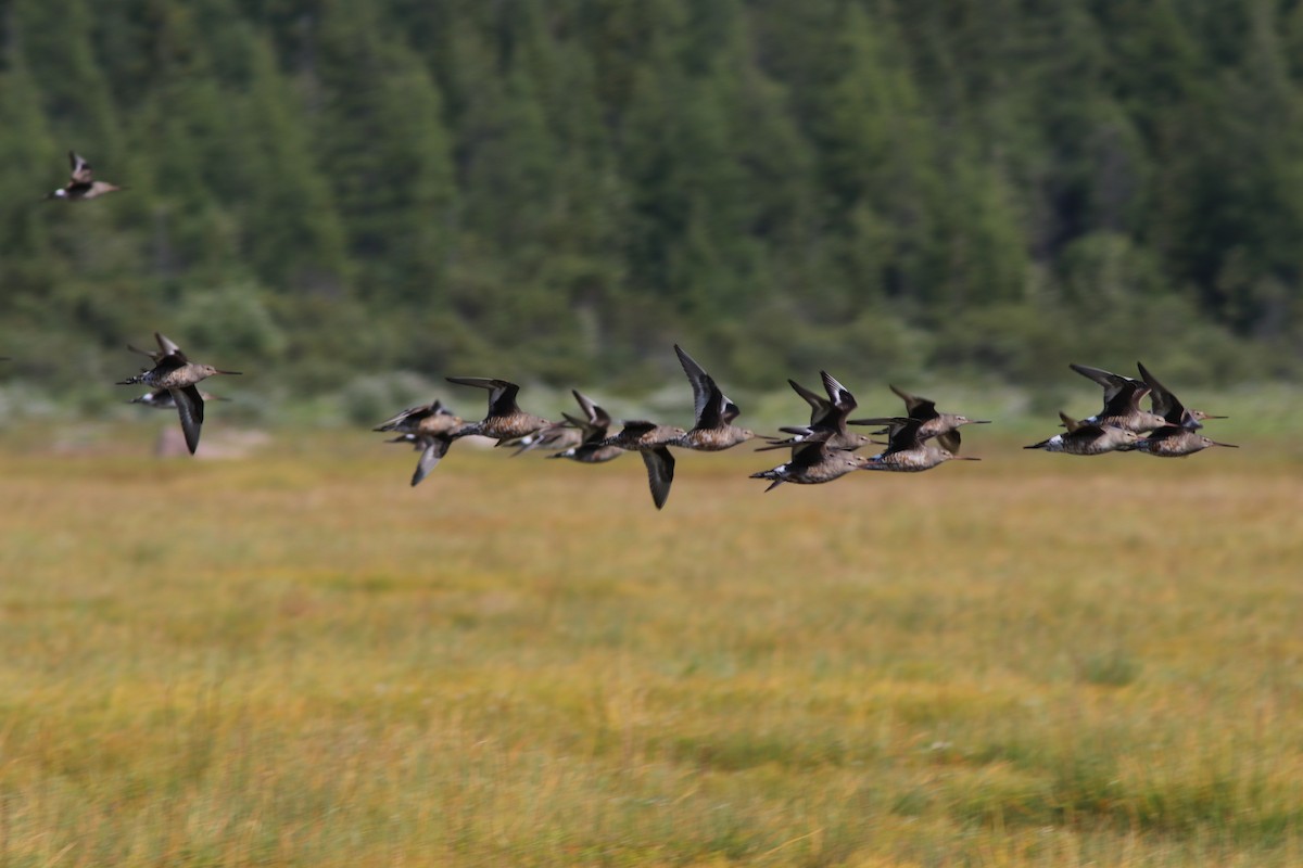 Hudsonian Godwit - ML67066491