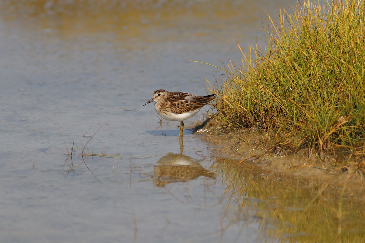 Least Sandpiper - ML67066711