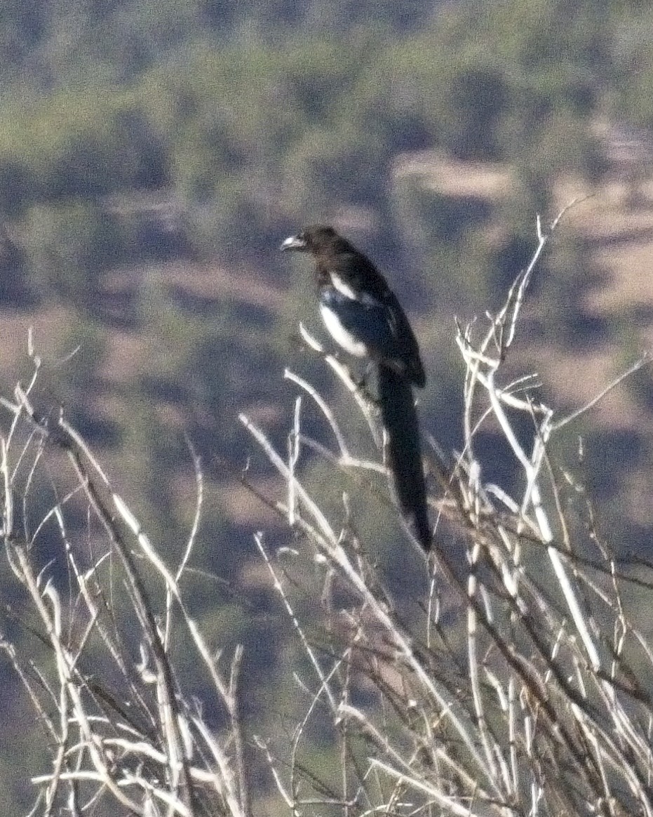 Black-billed Magpie - ML67066871