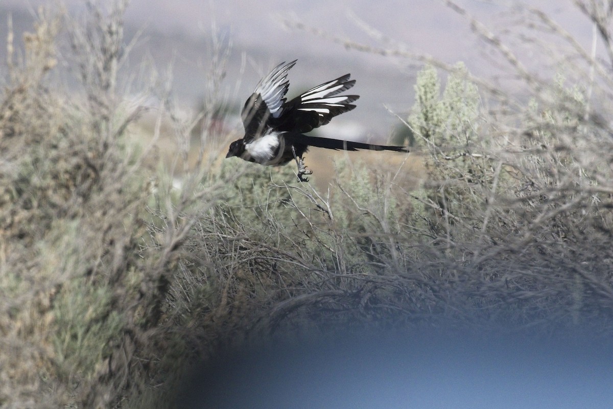 Black-billed Magpie - Paul Fox