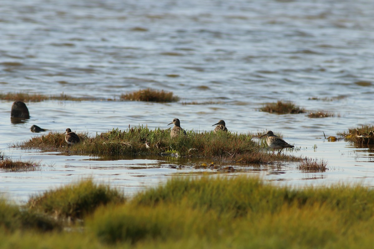 Pectoral Sandpiper - ML67067591