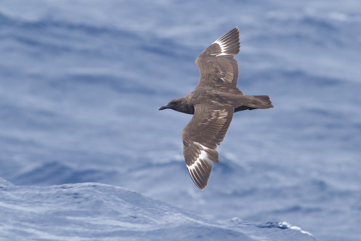 South Polar Skua - ML67067771