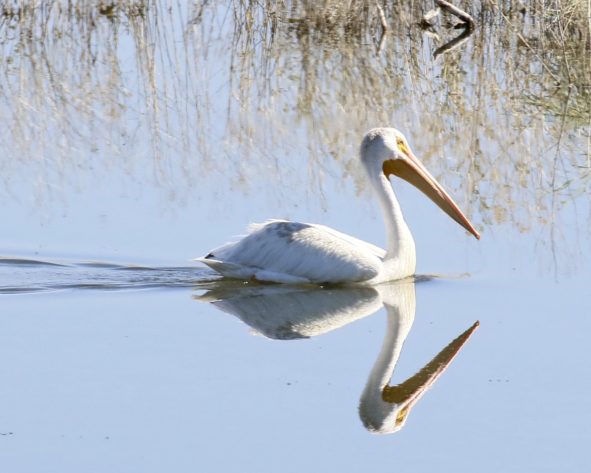 American White Pelican - ML67067901