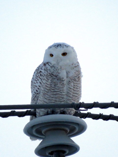 Snowy Owl - Paul Fortin MTL