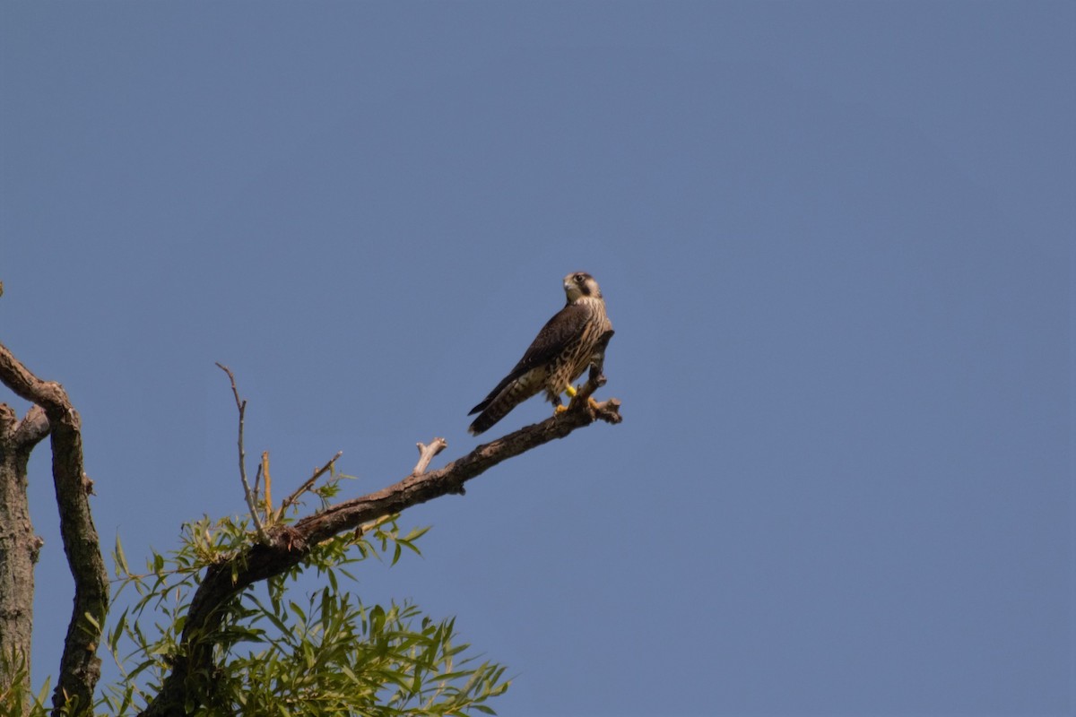 Peregrine Falcon - ML67068221