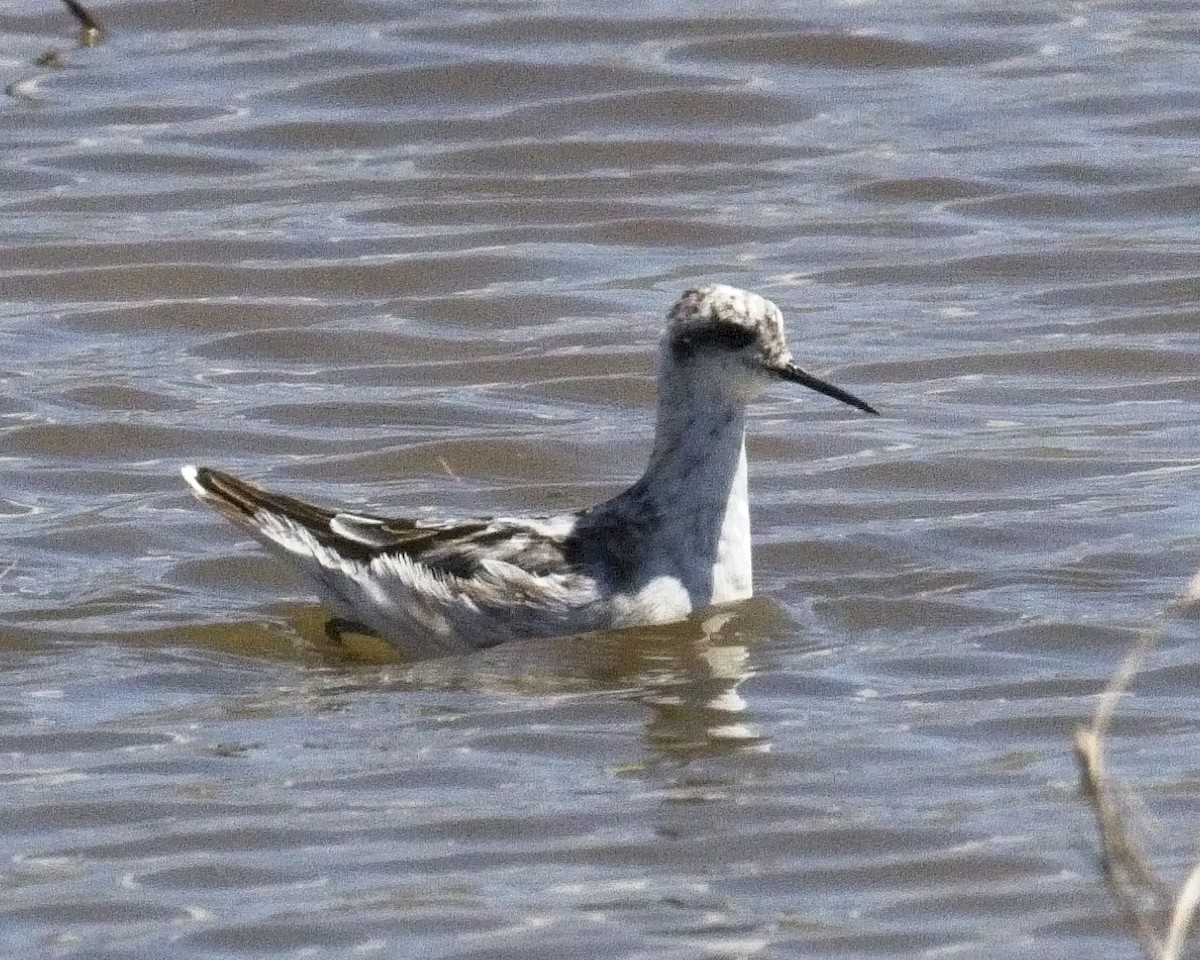 Red-necked Phalarope - ML67068321