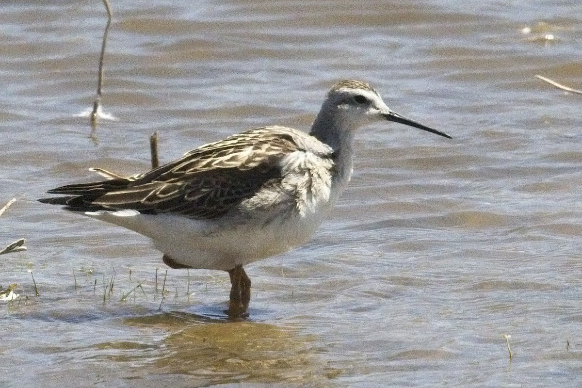 hvithalesvømmesnipe - ML67068391