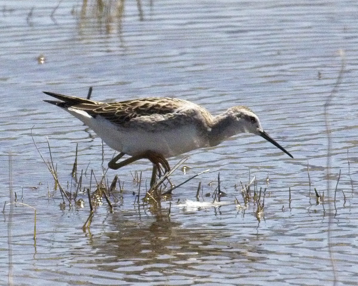 hvithalesvømmesnipe - ML67068441