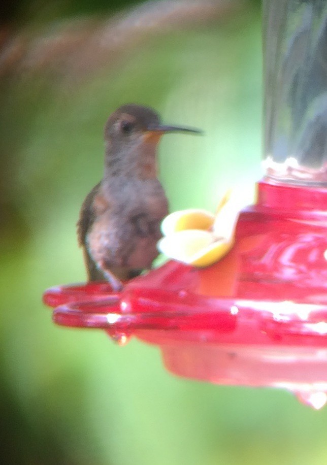 Anna's x Rufous Hummingbird (hybrid) - Gus van Vliet