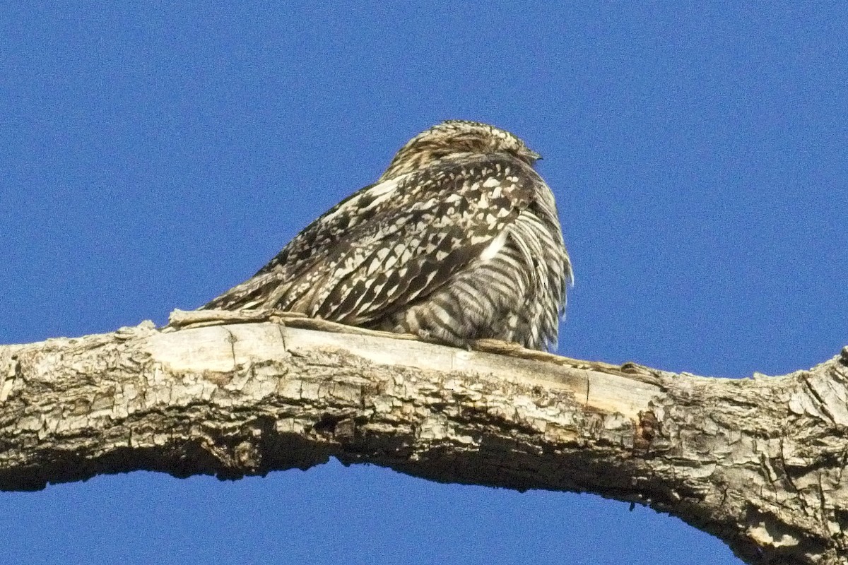 Common Nighthawk - Paul Fox