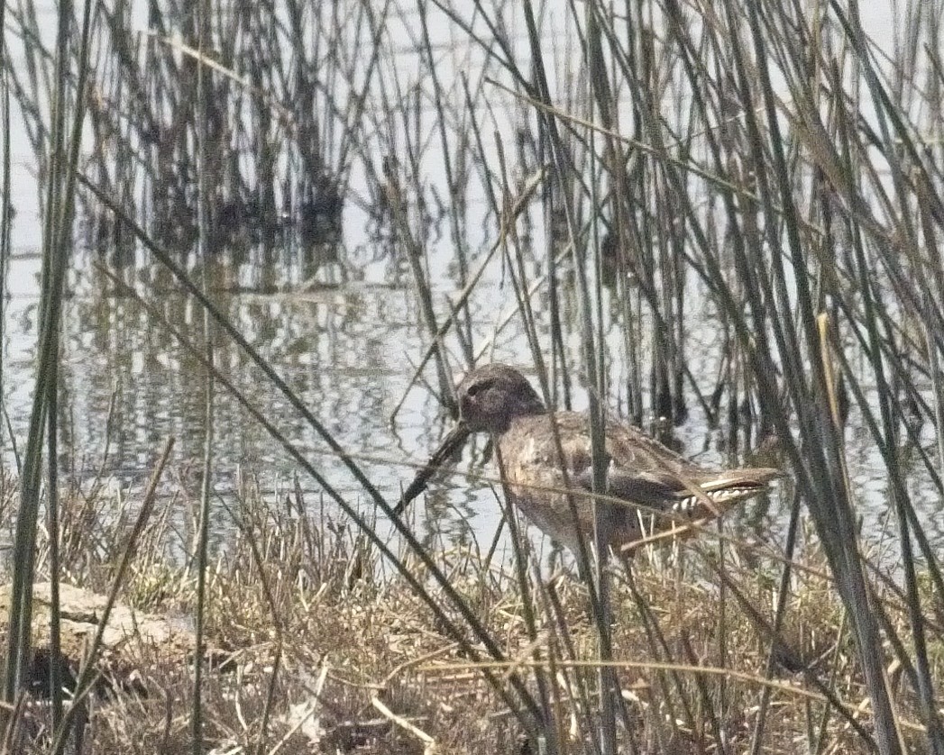 Long-billed Dowitcher - Paul Fox