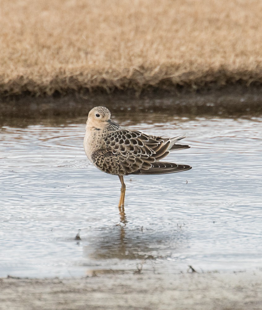 Buff-breasted Sandpiper - Lynette Spence