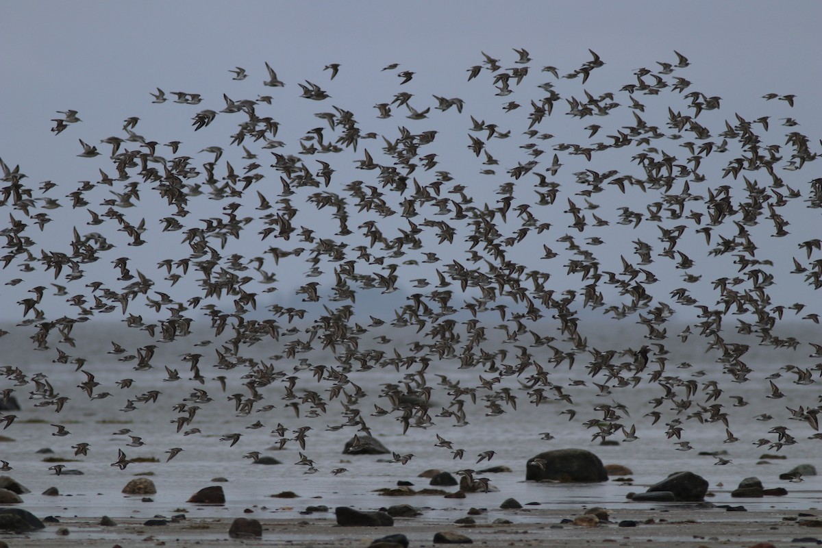 Weißbürzel-Strandläufer - ML67070461