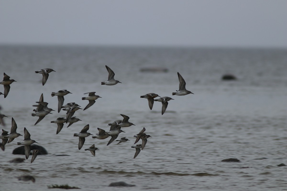 Red Knot - ML67070871