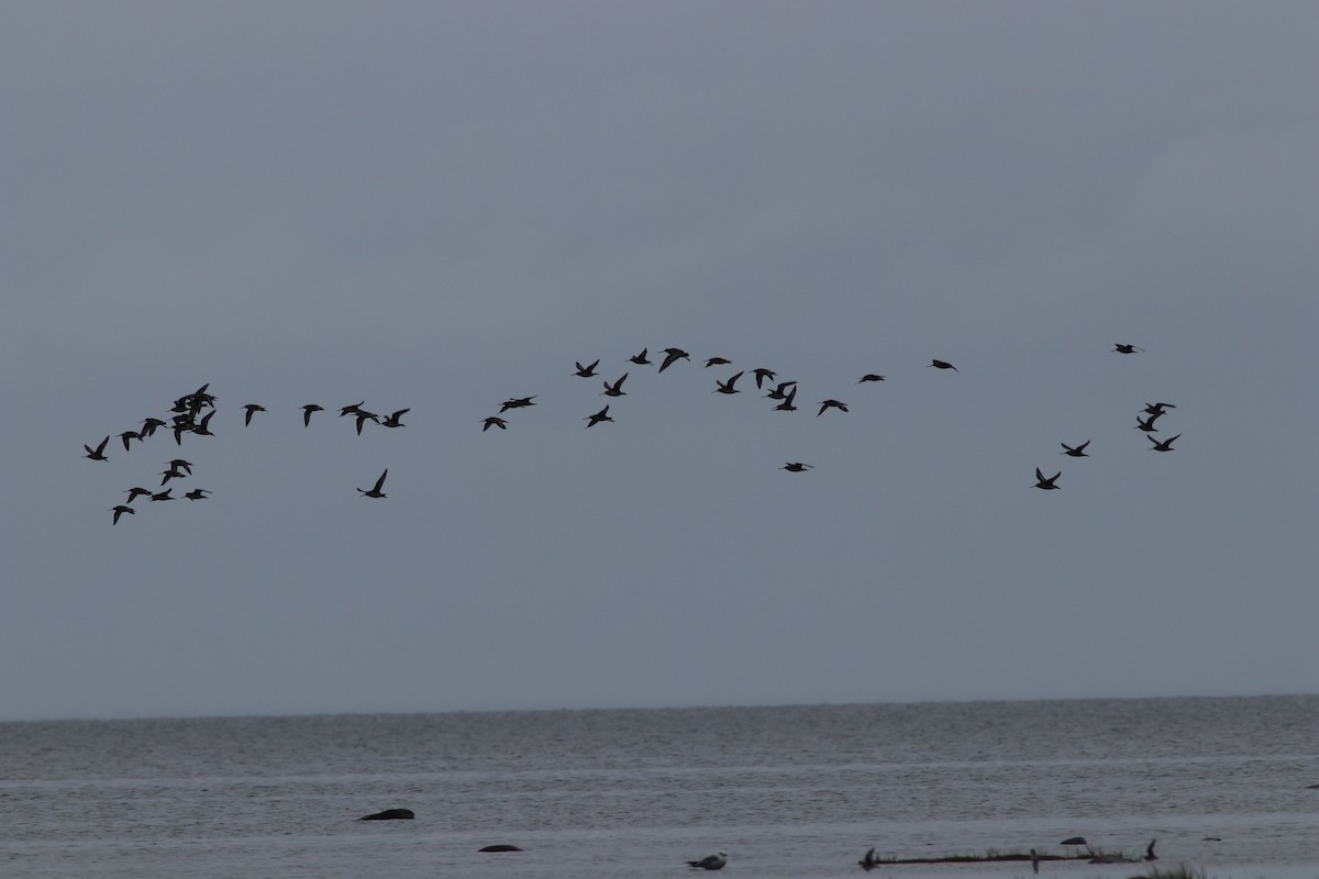 Hudsonian Godwit - ML67070951