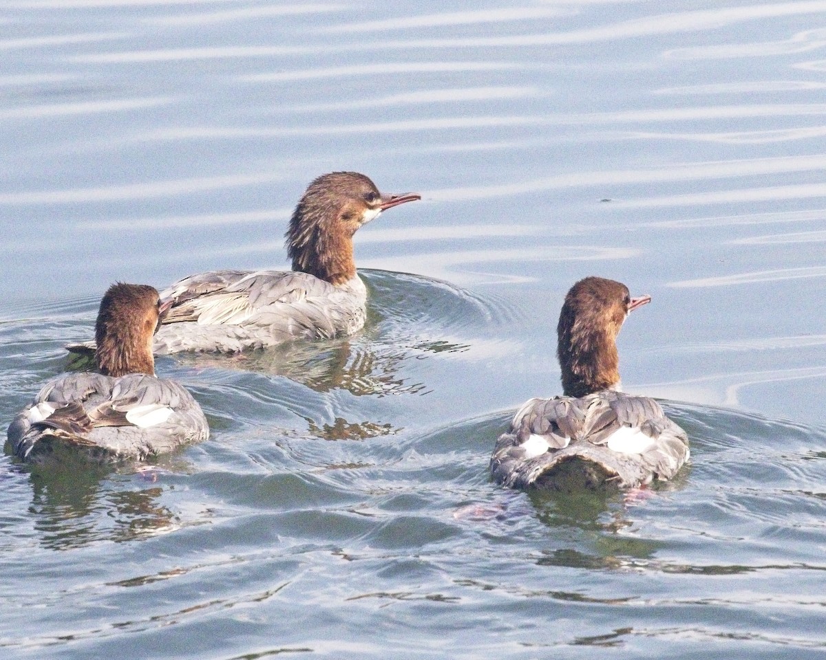 Common Merganser - Paul Fox