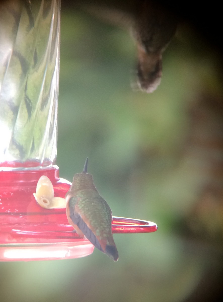 Anna's x Rufous Hummingbird (hybrid) - ML67071451