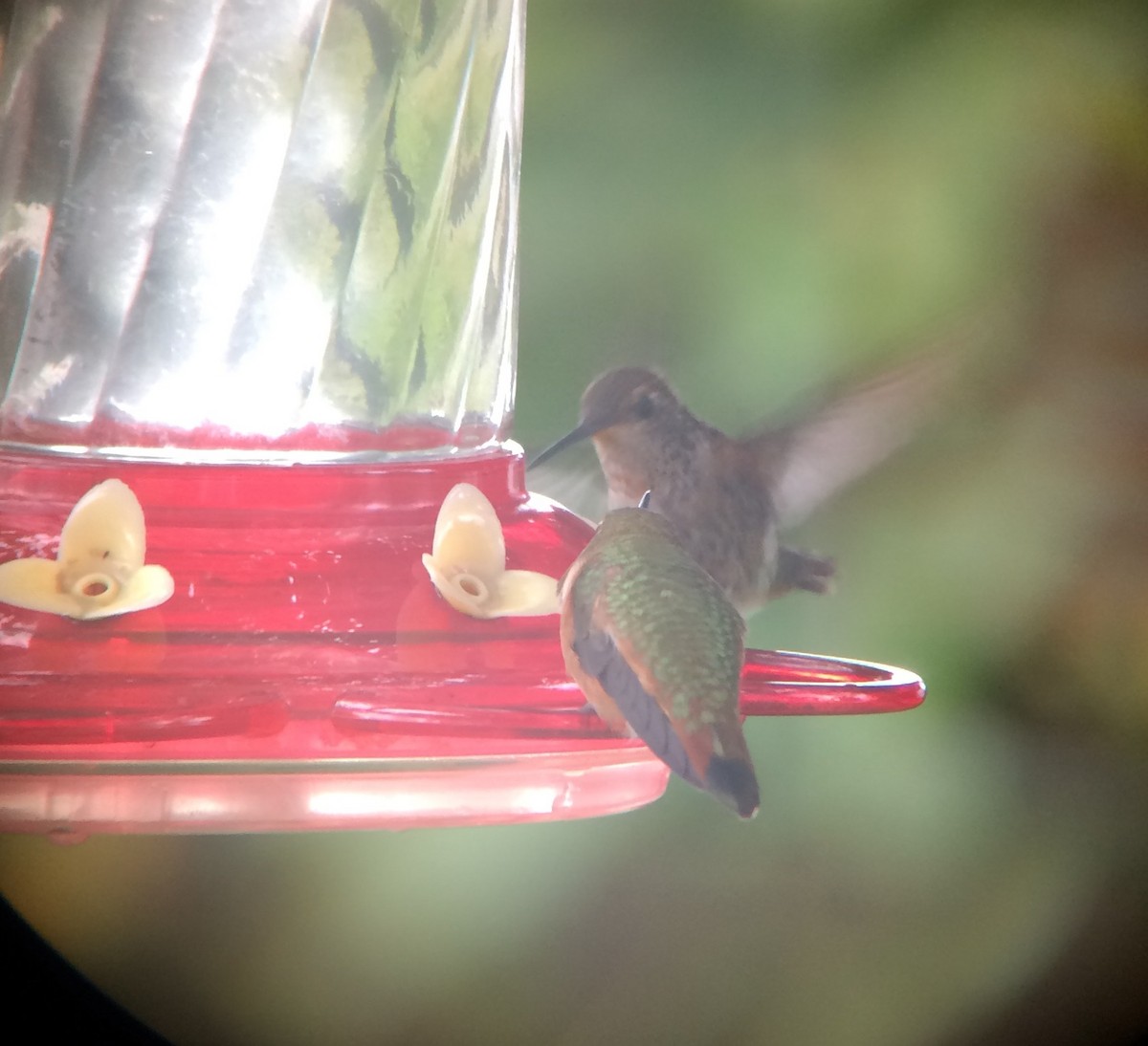 Anna's x Rufous Hummingbird (hybrid) - ML67071461