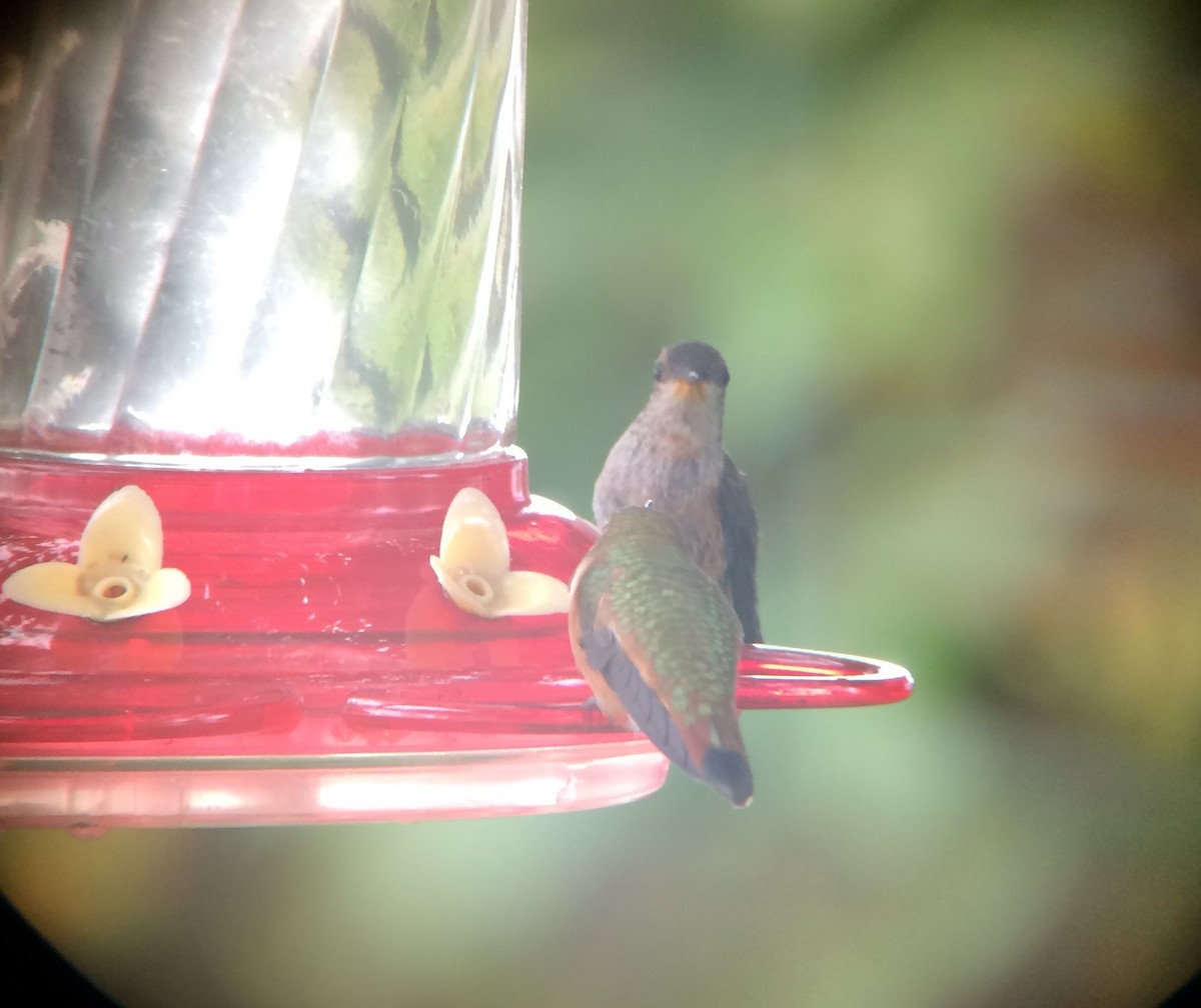 Anna's x Rufous Hummingbird (hybrid) - ML67071471