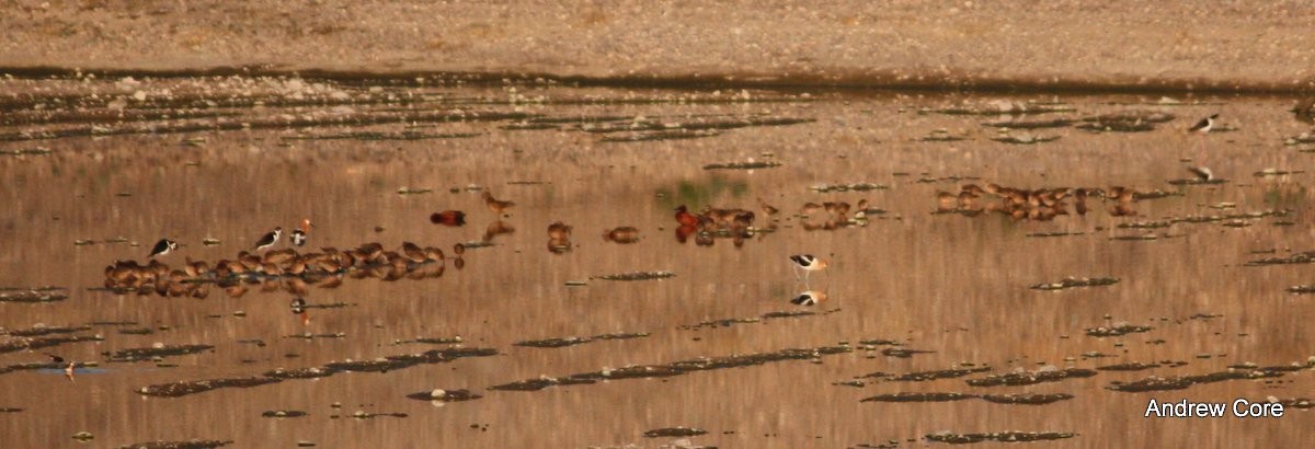 Long-billed Dowitcher - Andrew Core