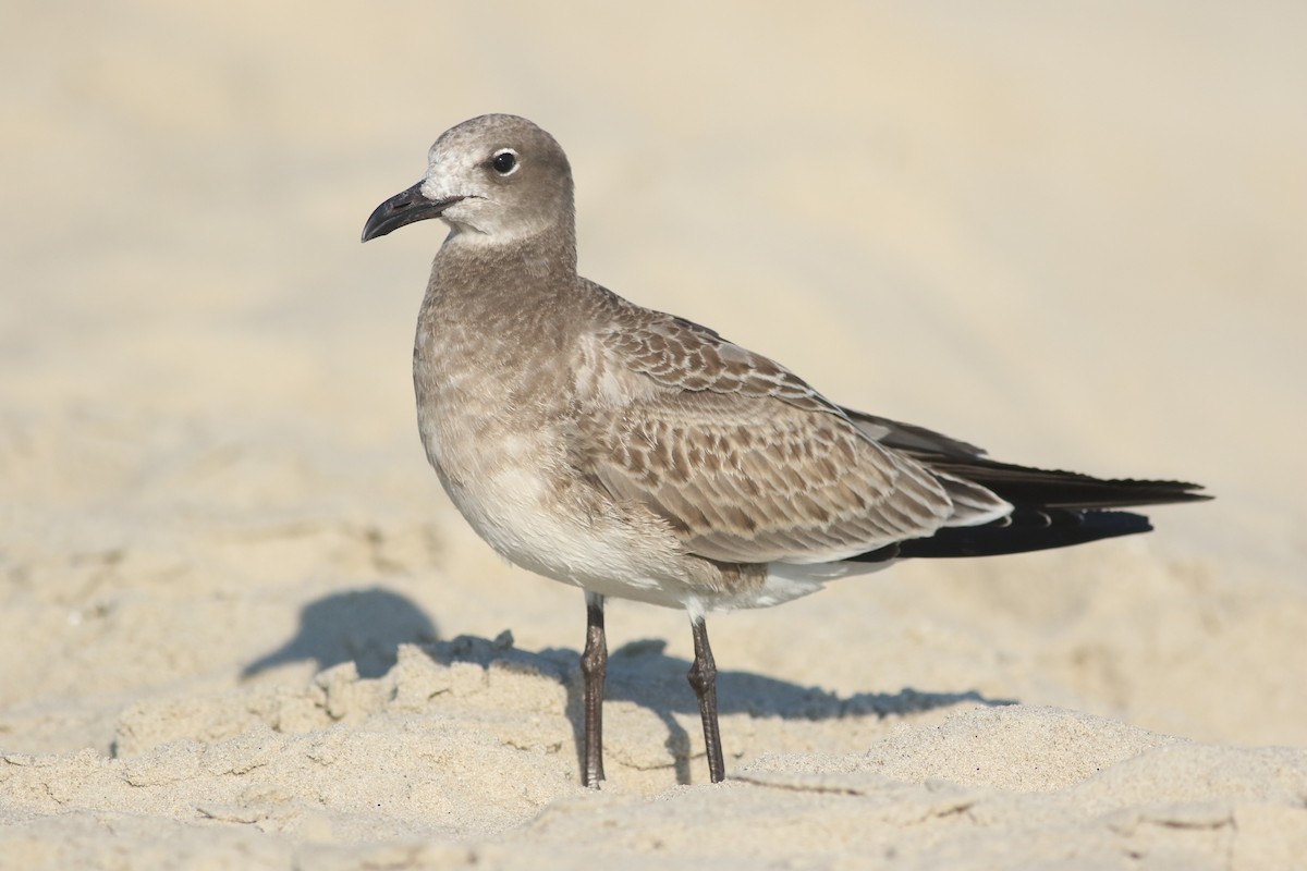 Laughing Gull - Andrew Dreelin