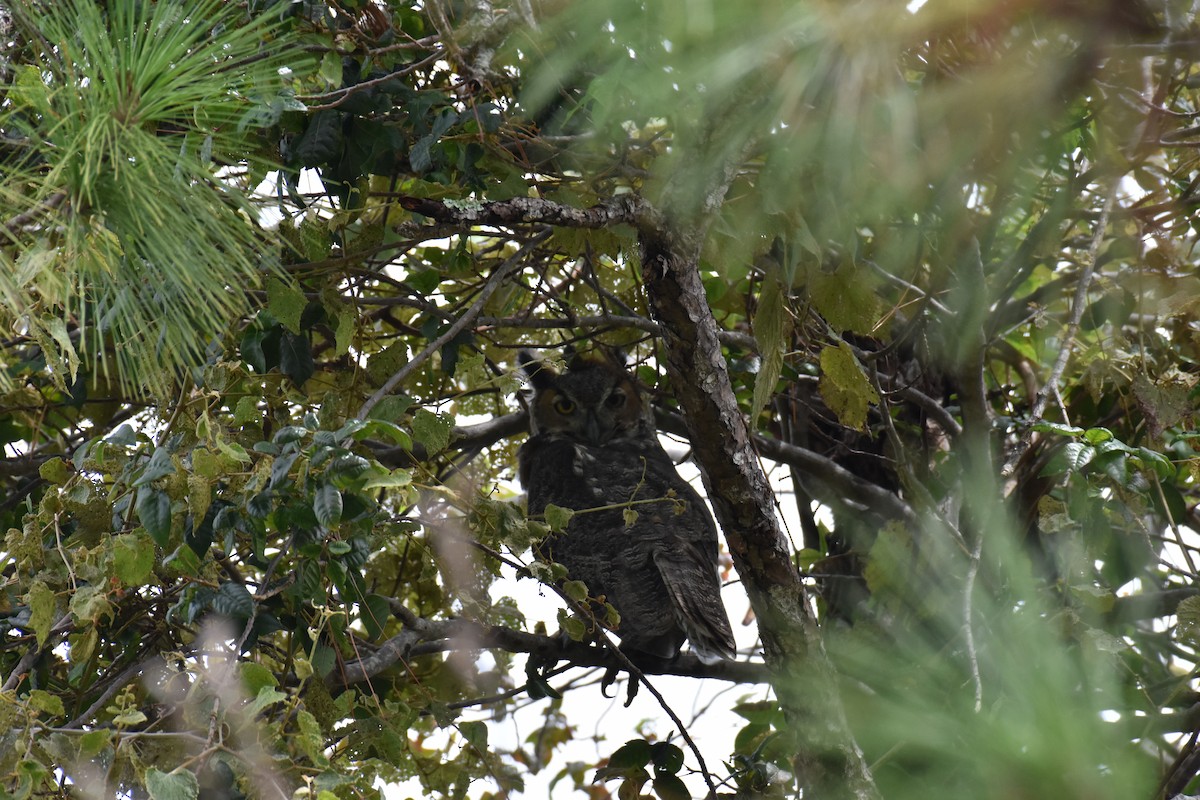 Great Horned Owl - ML67073171