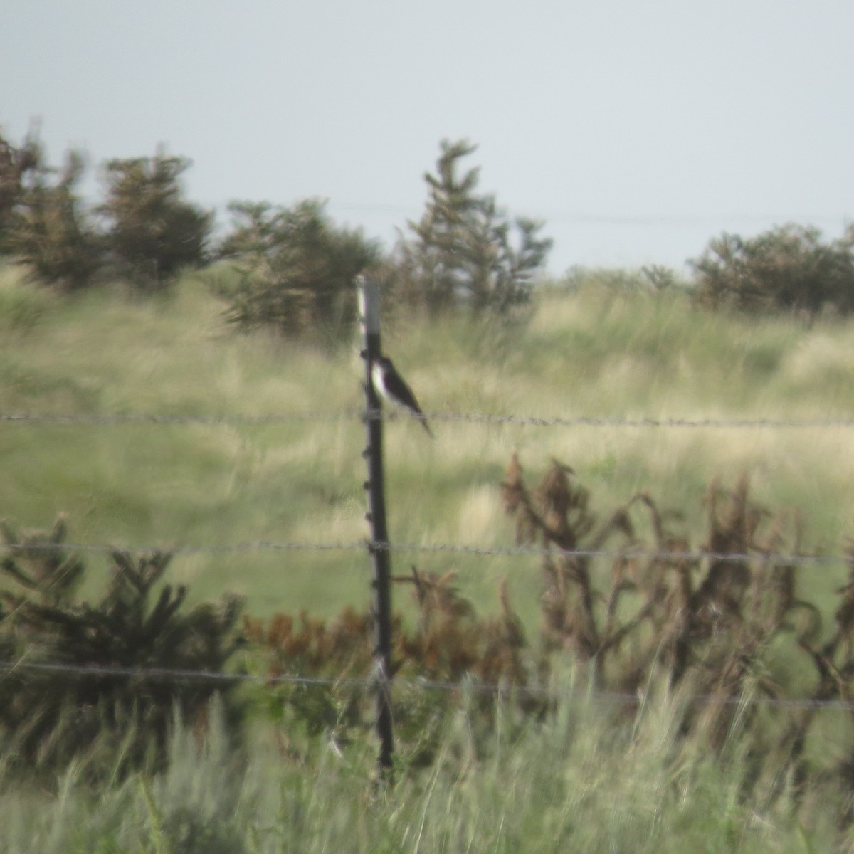 Eastern Kingbird - ML67074861