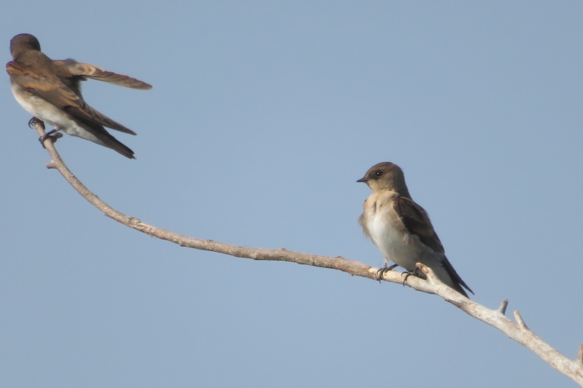 Northern Rough-winged Swallow - ML67075301
