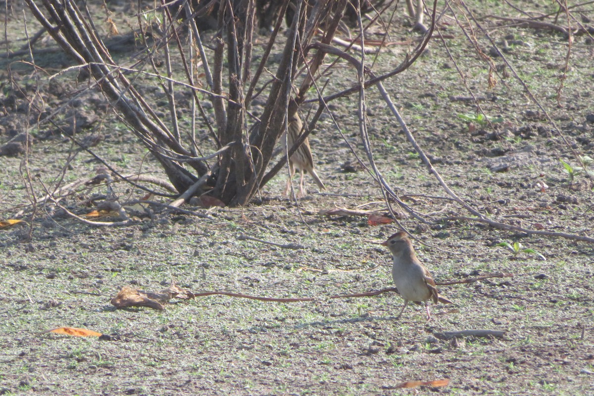 White-crowned Sparrow - ML67075451