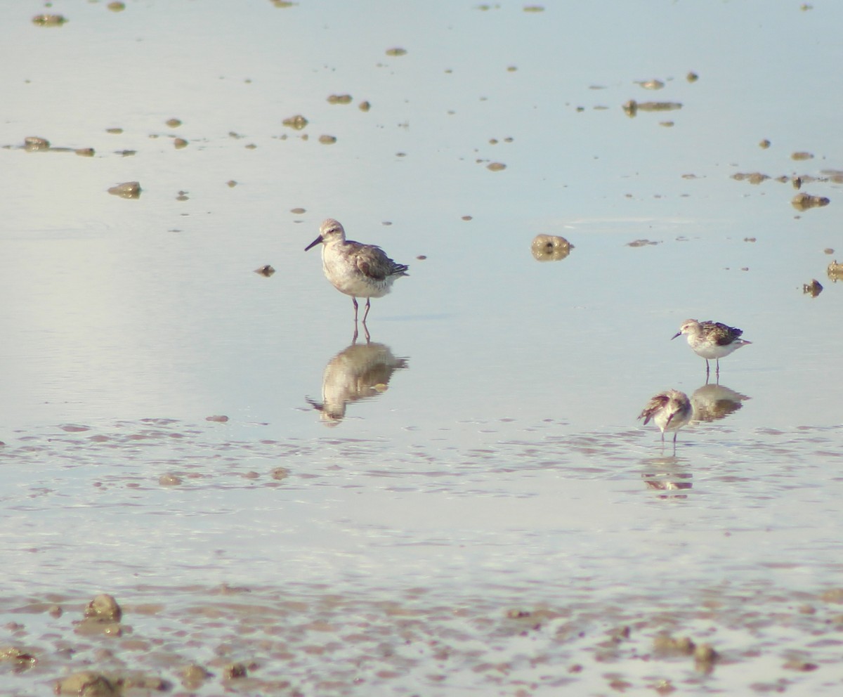 Red Knot - ML67076461