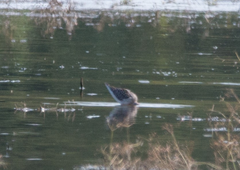 Stilt Sandpiper - Joel Strong