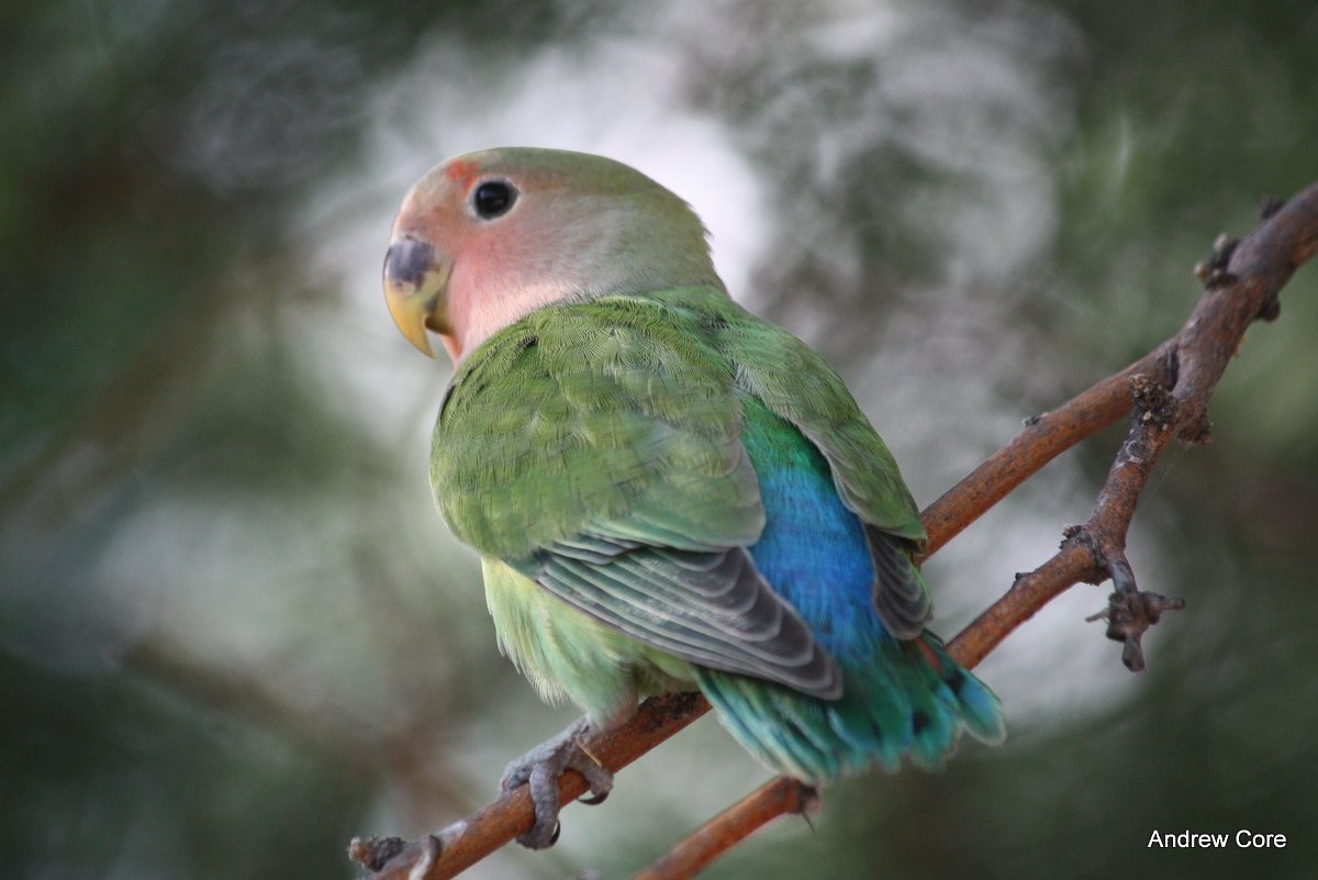 Rosy-faced Lovebird - Andrew Core