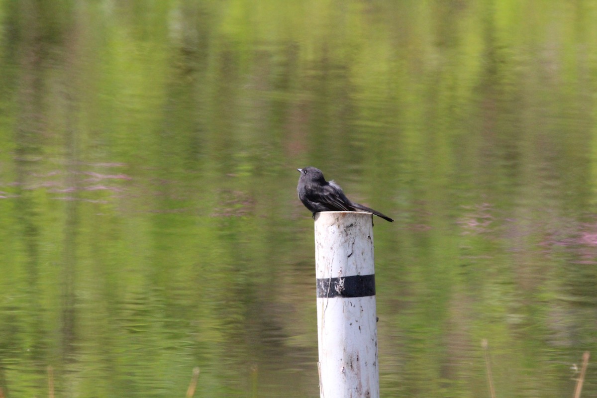 Black Phoebe - ML67080631