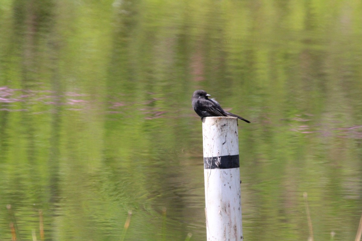 Black Phoebe - Oliver Cano