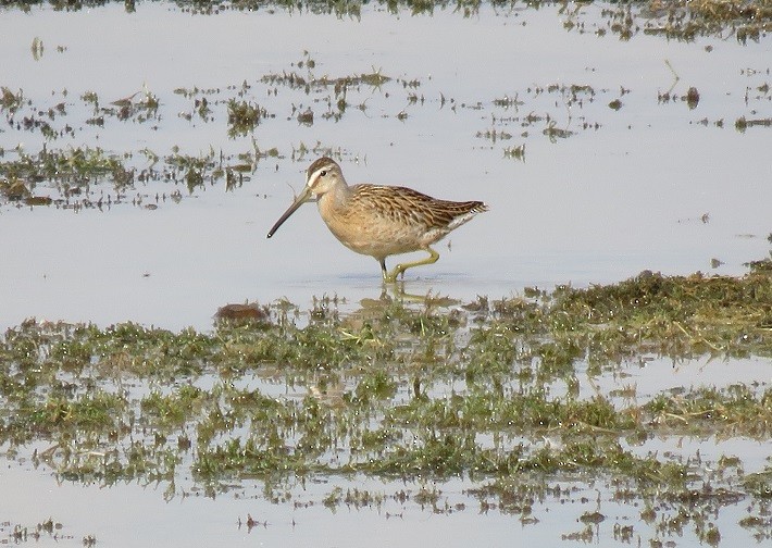 Short-billed Dowitcher - Troy Corman