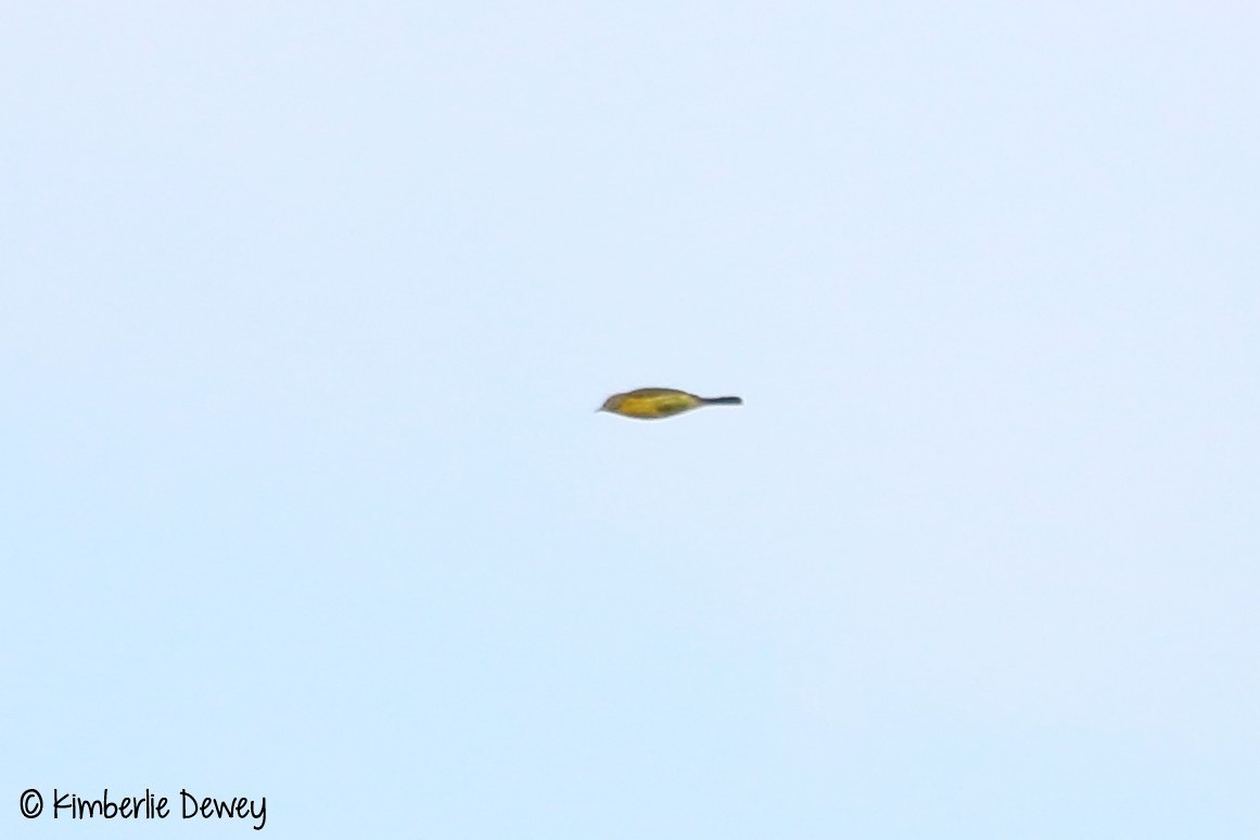 Nashville Warbler - ML67081591