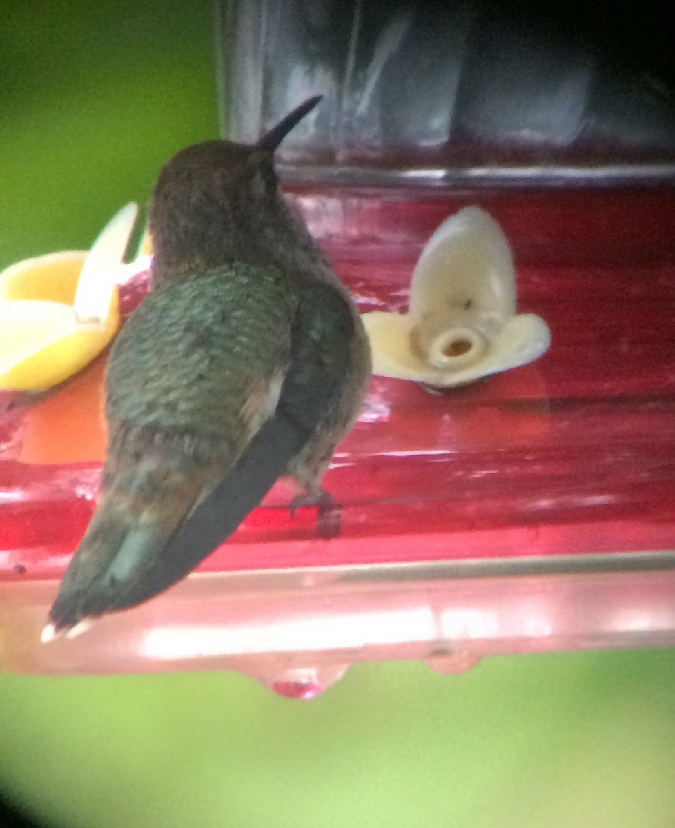Anna's x Rufous Hummingbird (hybrid) - ML67082231