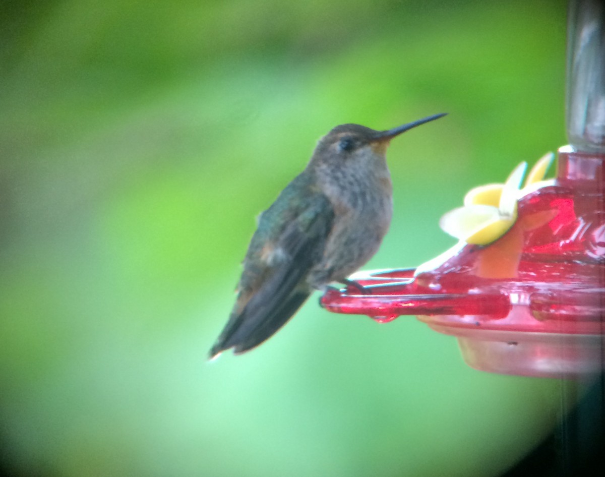 Anna's x Rufous Hummingbird (hybrid) - ML67082241