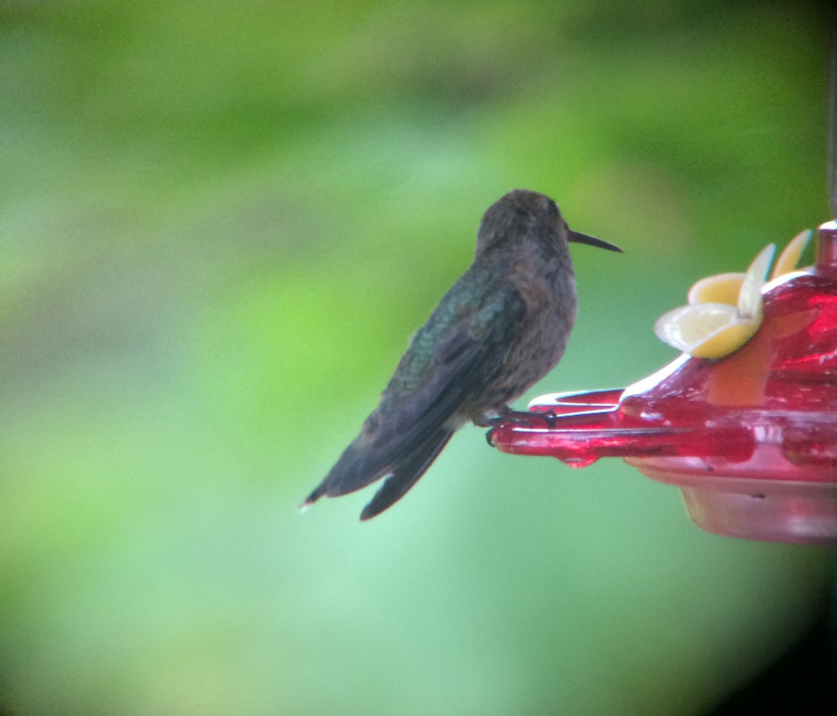 Anna's x Rufous Hummingbird (hybrid) - ML67082251