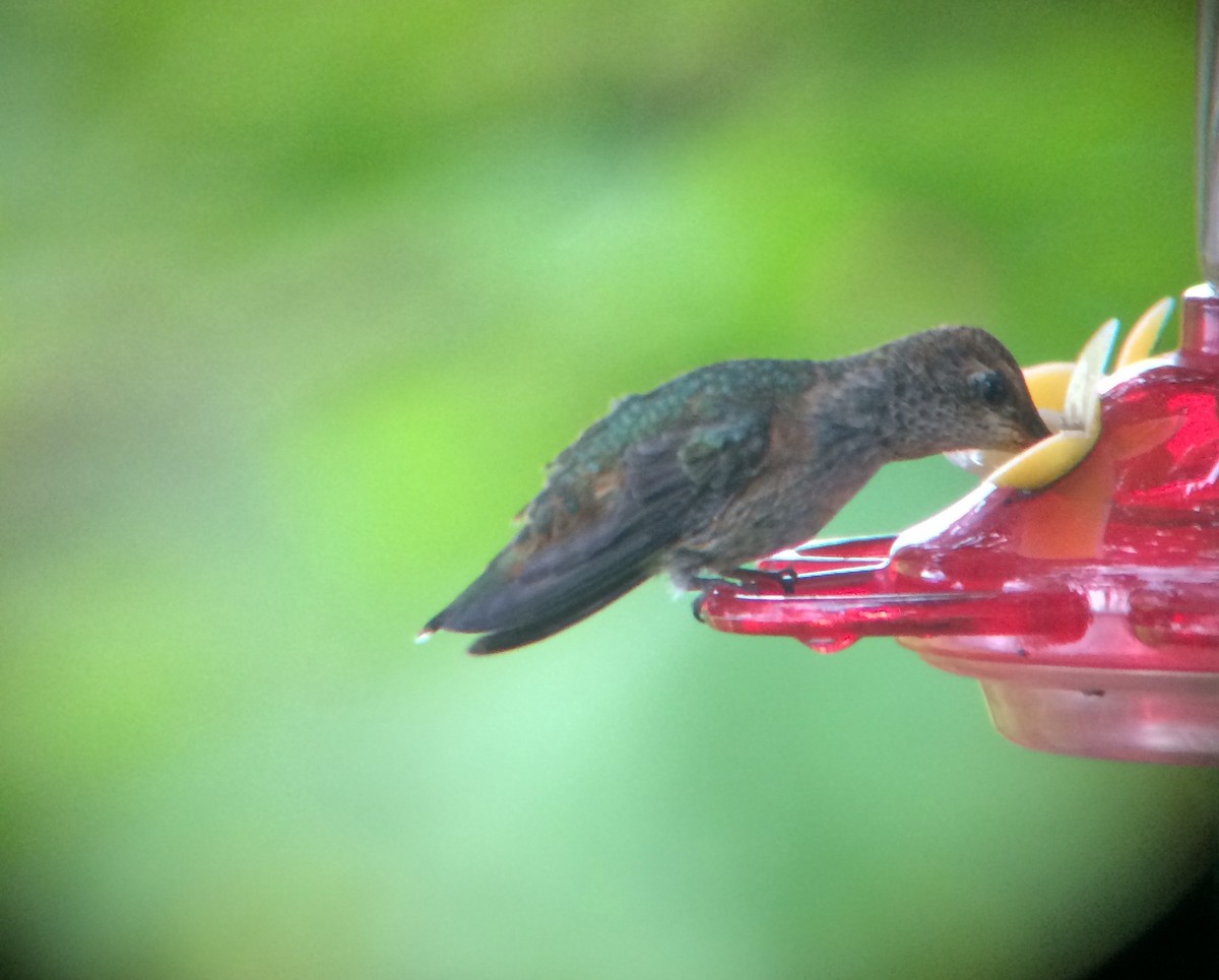 Anna's x Rufous Hummingbird (hybrid) - ML67082261