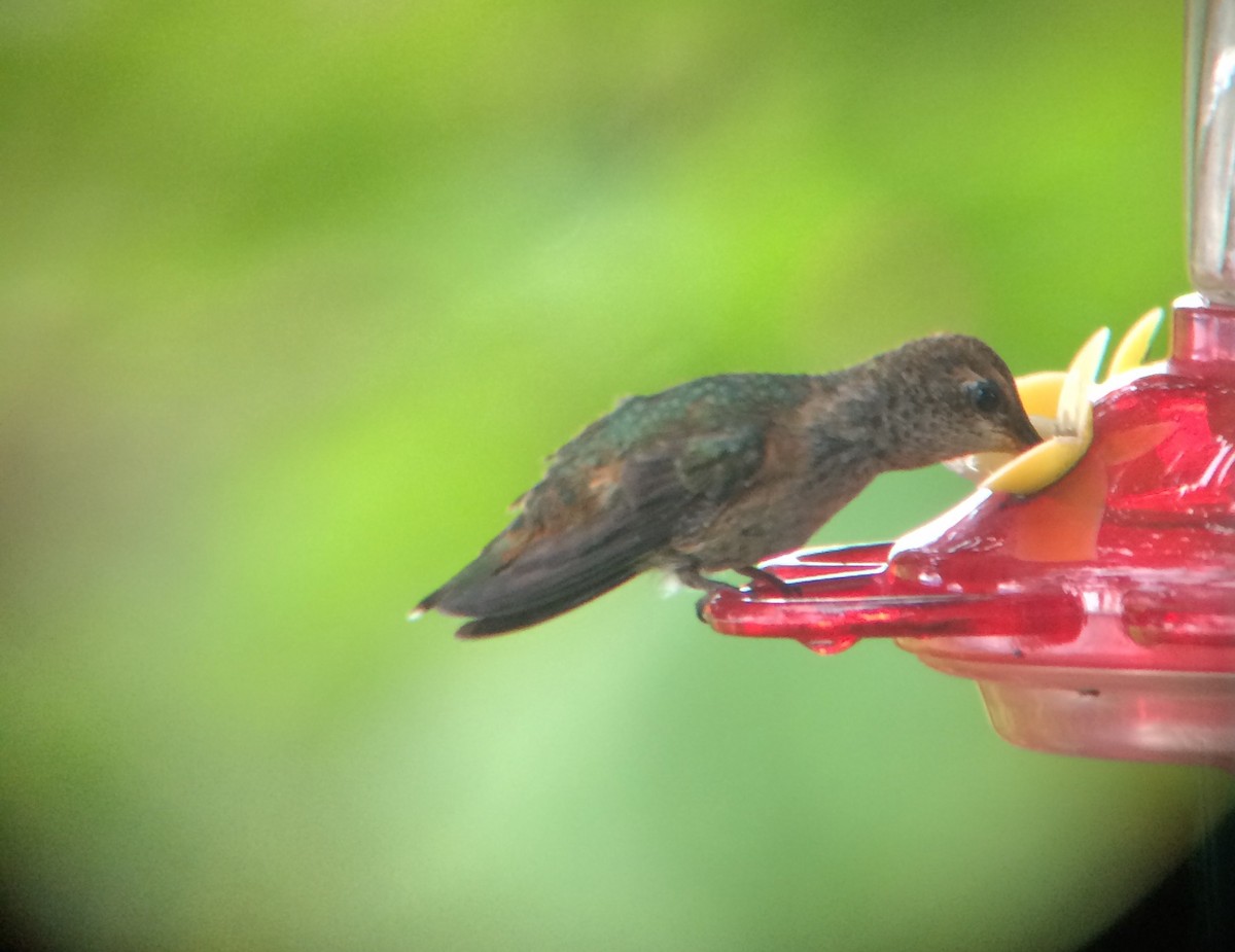 Anna's x Rufous Hummingbird (hybrid) - ML67082271