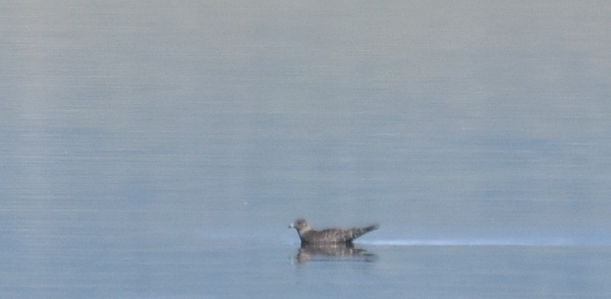 Long-tailed Jaeger - ML67082891