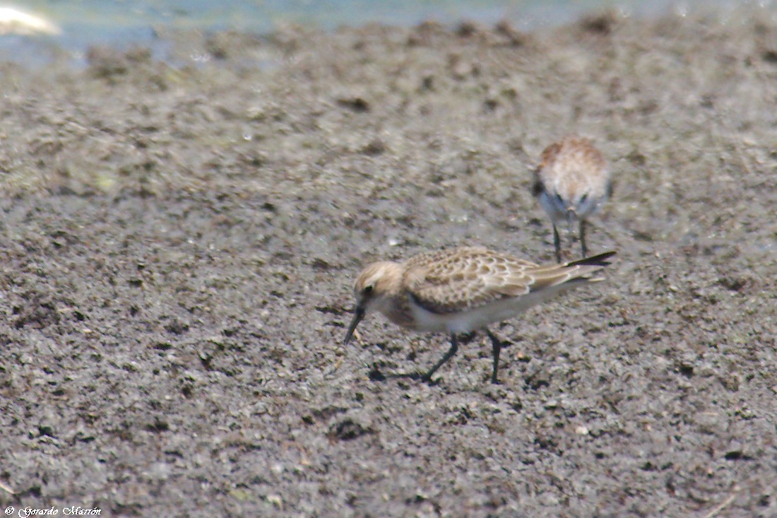 Побережник канадський - ML67082911