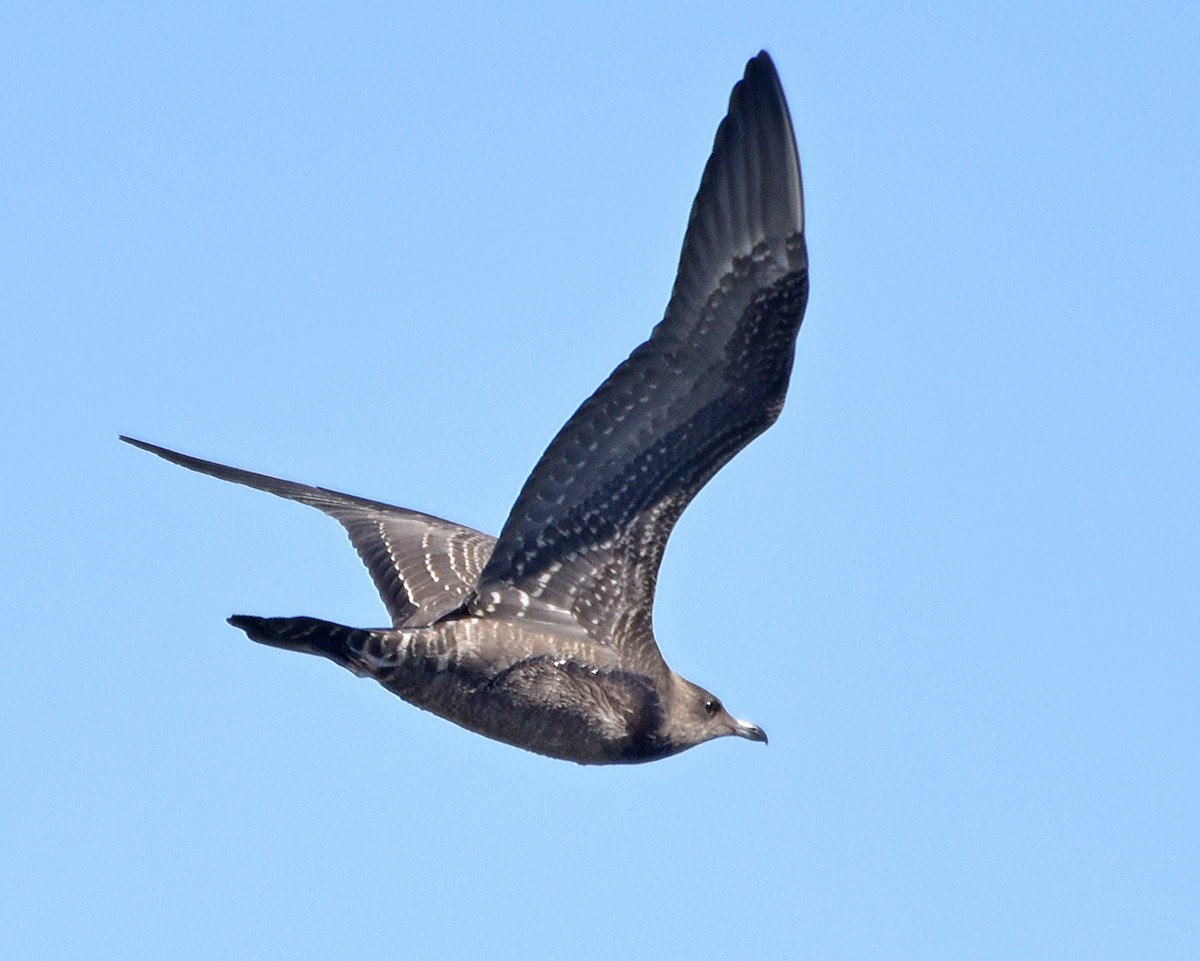 Long-tailed Jaeger - ML67082931