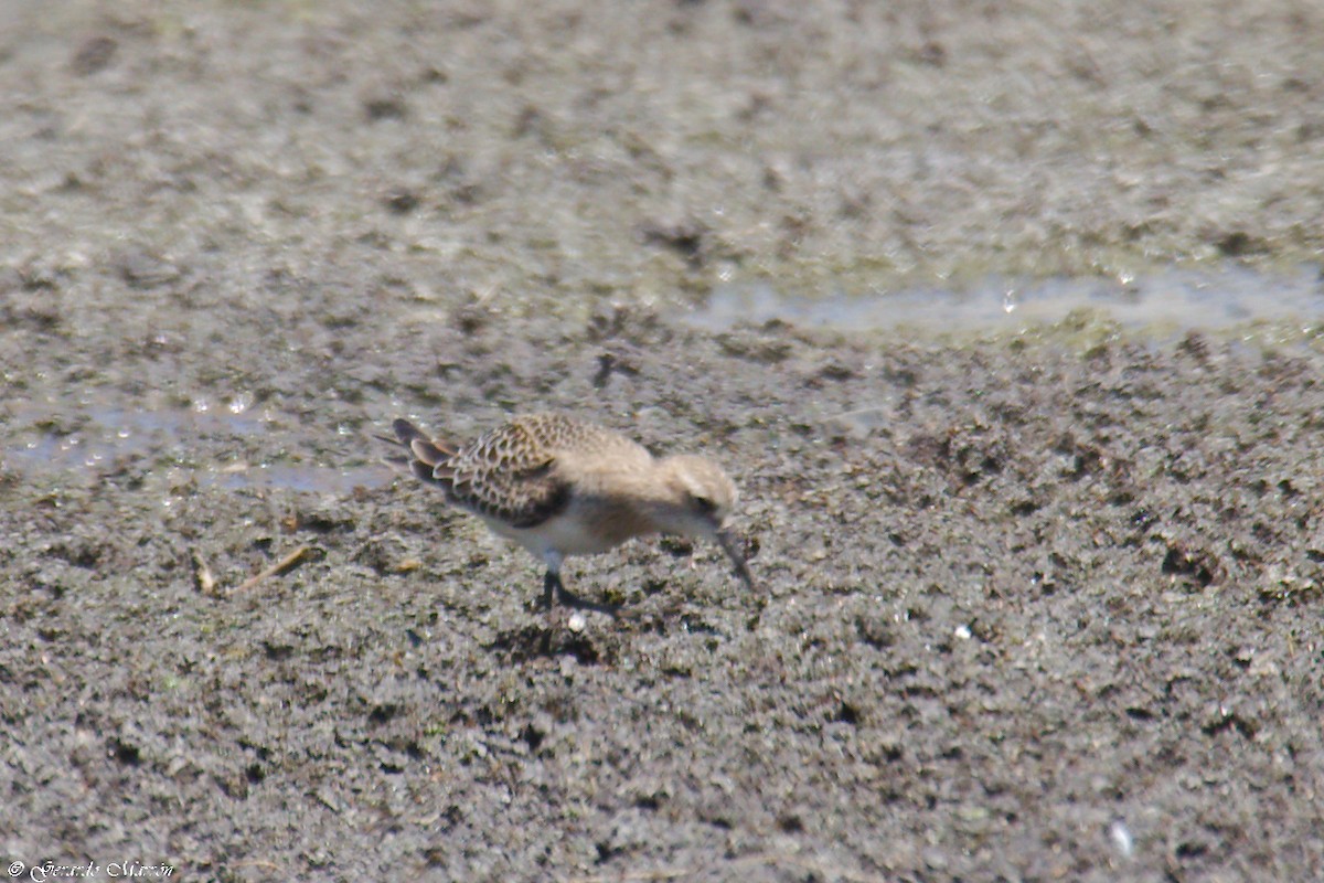 Baird's Sandpiper - ML67083021